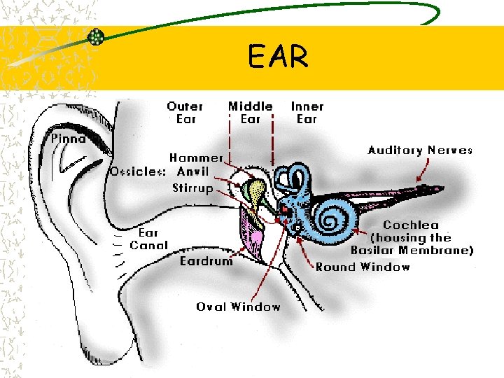 EAR 