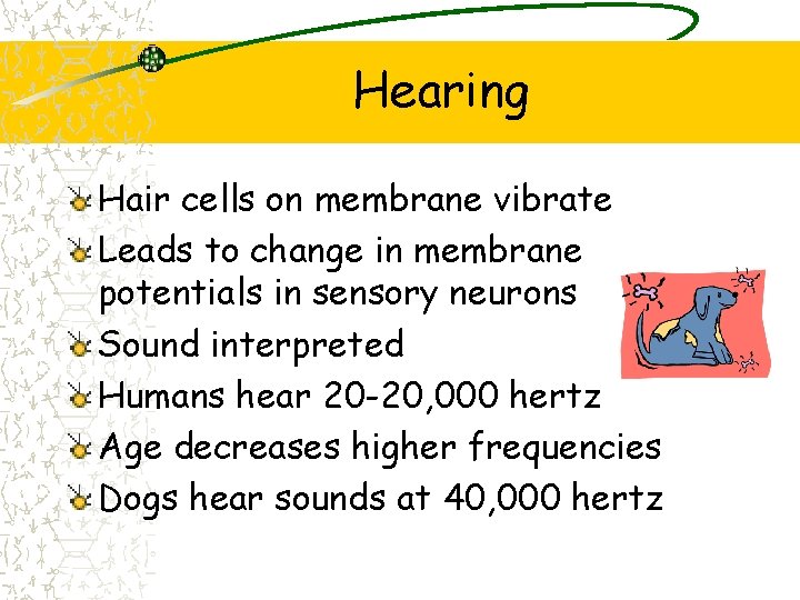 Hearing Hair cells on membrane vibrate Leads to change in membrane potentials in sensory