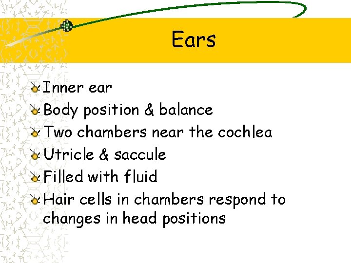 Ears Inner ear Body position & balance Two chambers near the cochlea Utricle &