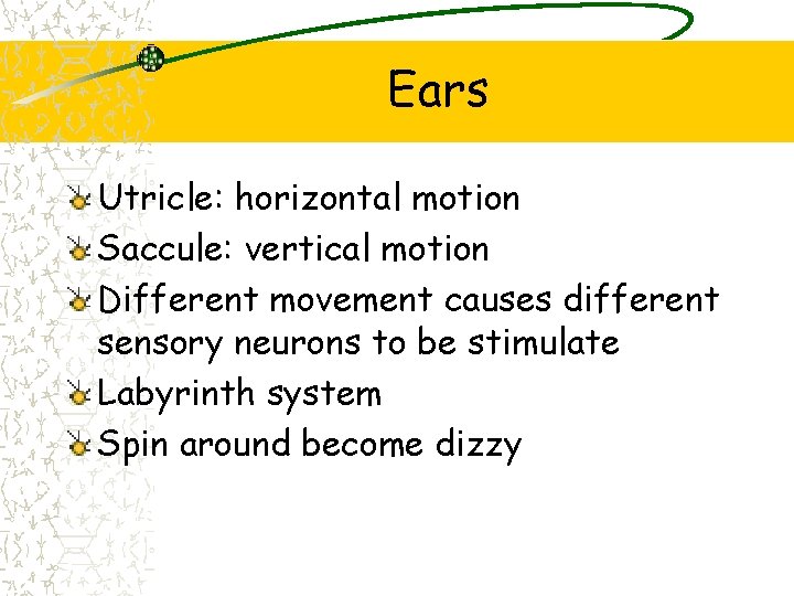 Ears Utricle: horizontal motion Saccule: vertical motion Different movement causes different sensory neurons to