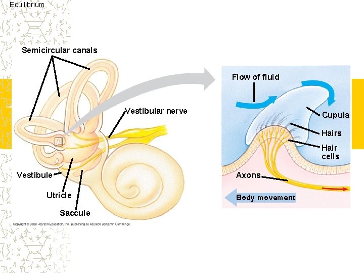 Equilibrium Semicircular canals Flow of fluid Vestibular nerve Cupula Hairs Hair cells Axons Vestibule