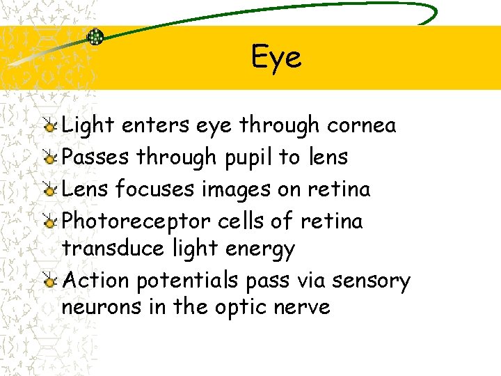 Eye Light enters eye through cornea Passes through pupil to lens Lens focuses images