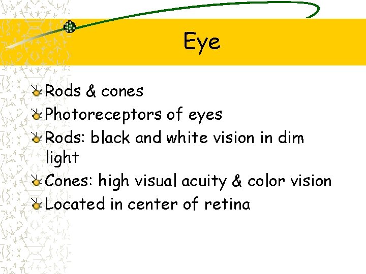 Eye Rods & cones Photoreceptors of eyes Rods: black and white vision in dim