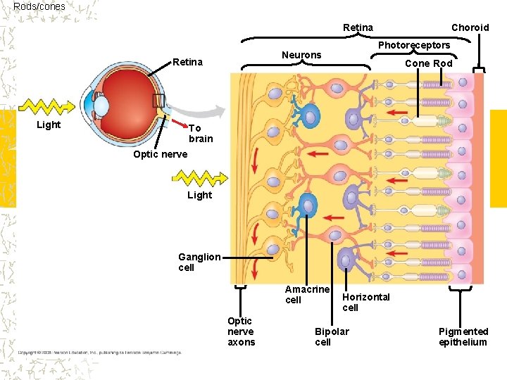 Rods/cones Retina Light Photoreceptors Neurons Retina Choroid Cone Rod To brain Optic nerve Light