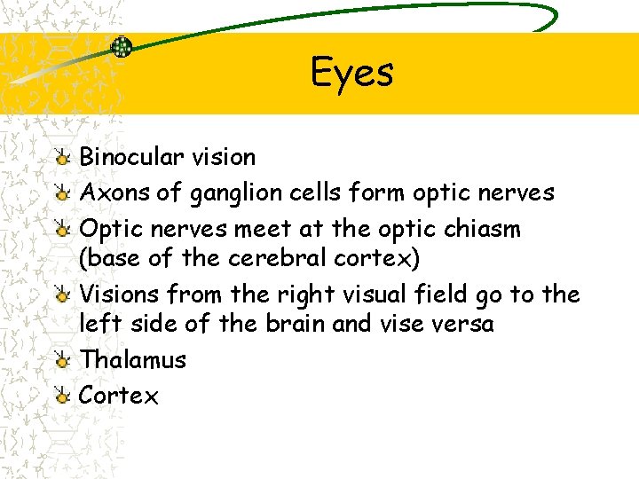 Eyes Binocular vision Axons of ganglion cells form optic nerves Optic nerves meet at
