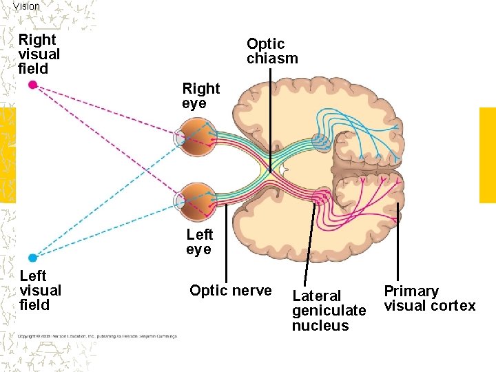Vision Right visual field Optic chiasm Right eye Left visual field Optic nerve Lateral