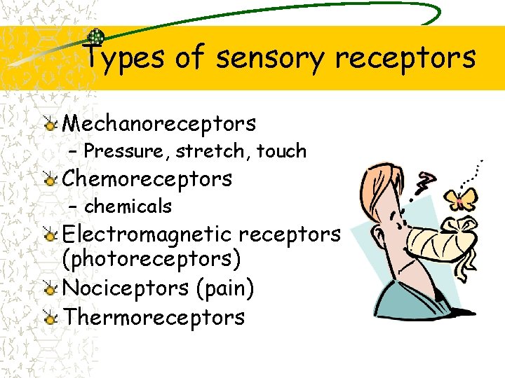 Types of sensory receptors Mechanoreceptors – Pressure, stretch, touch Chemoreceptors – chemicals Electromagnetic receptors