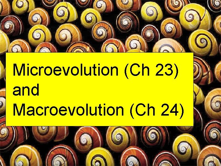 Microevolution (Ch 23) and Macroevolution (Ch 24) 