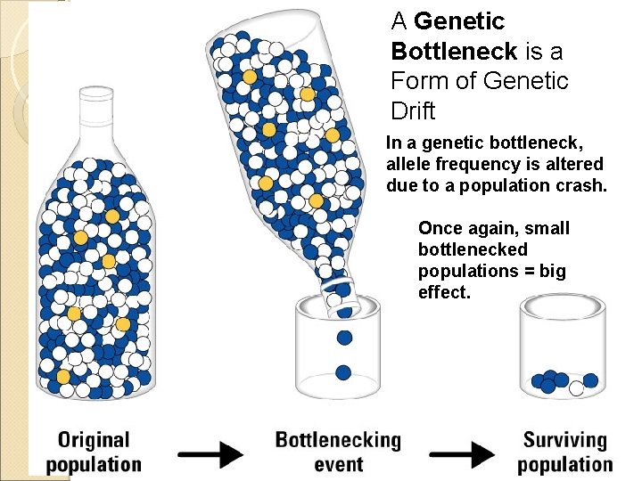 A Genetic Bottleneck is a Form of Genetic Drift In a genetic bottleneck, allele