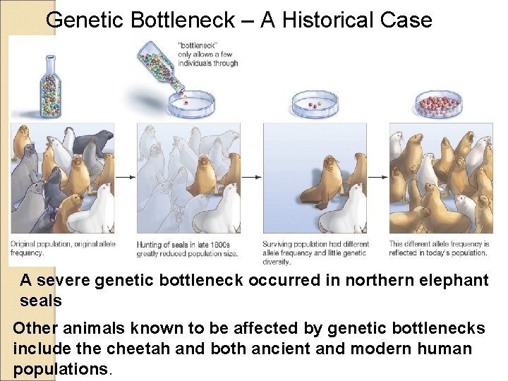 Genetic Bottleneck – A Historical Case A severe genetic bottleneck occurred in northern elephant