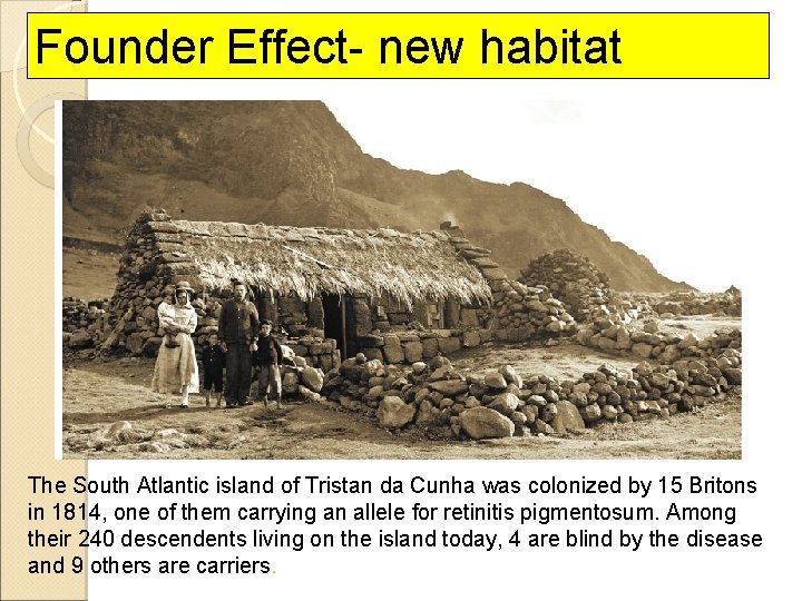 Founder Effect- new habitat The South Atlantic island of Tristan da Cunha was colonized