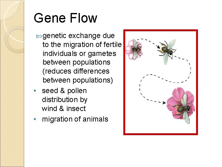 Gene Flow genetic exchange due to the migration of fertile individuals or gametes between