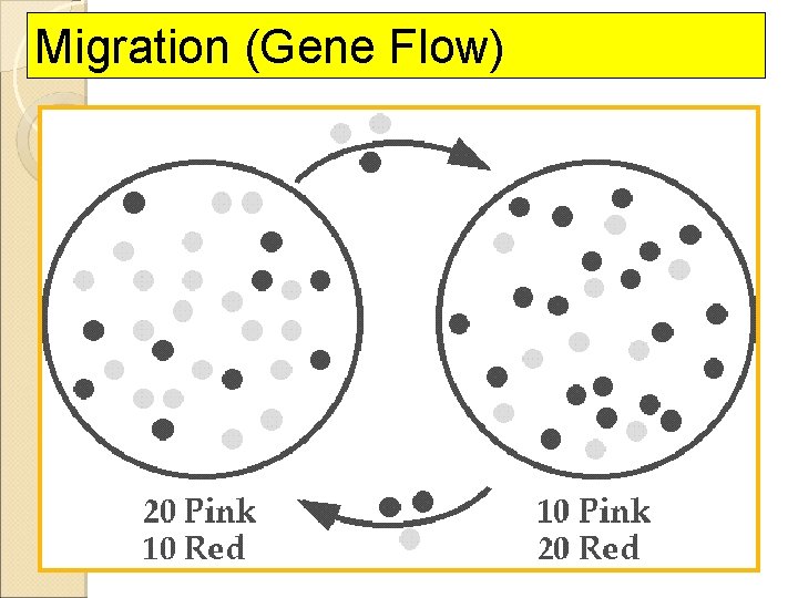 Migration (Gene Flow) 