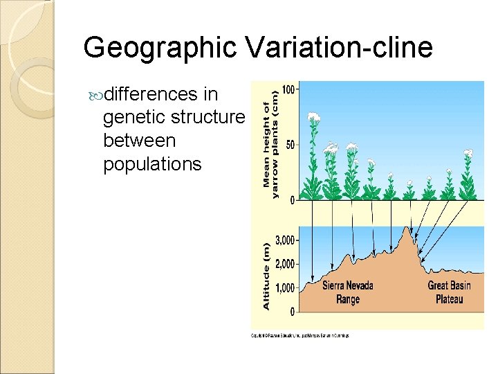 Geographic Variation-cline differences in genetic structure between populations 