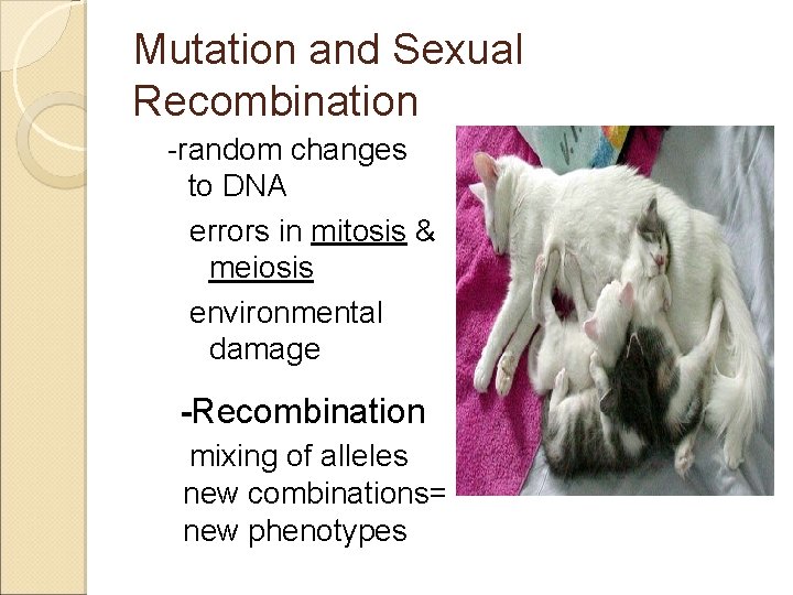 Mutation and Sexual Recombination -random changes to DNA errors in mitosis & meiosis environmental