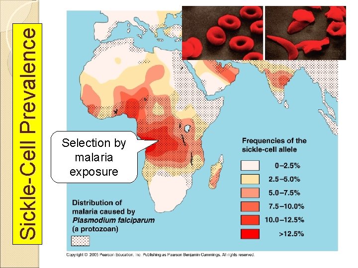 Sickle-Cell Prevalence Selection by malaria exposure 