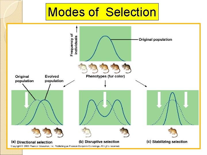 Modes of Selection 