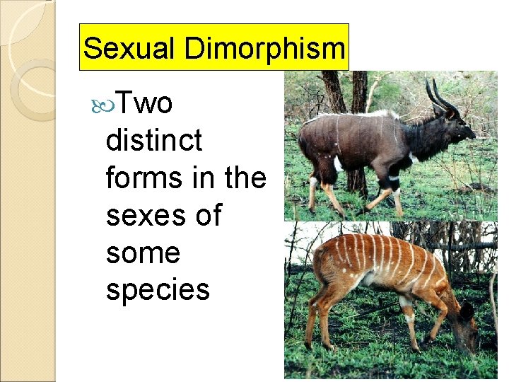 Sexual Dimorphism Two distinct forms in the sexes of some species 