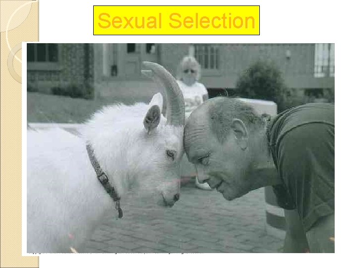 Sexual Selection 