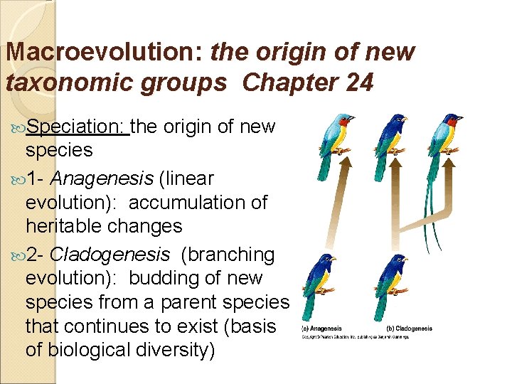 Macroevolution: the origin of new taxonomic groups Chapter 24 Speciation: the origin of new