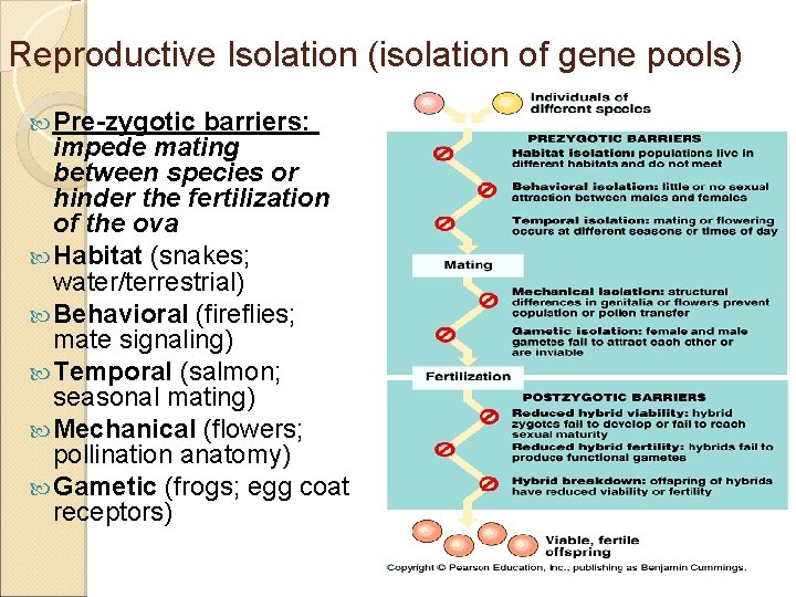 Reproductive Isolation (isolation of gene pools) Pre-zygotic barriers: impede mating between species or hinder