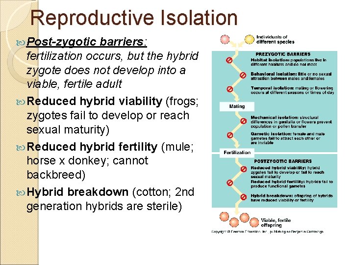 Reproductive Isolation Post-zygotic barriers: fertilization occurs, but the hybrid zygote does not develop into