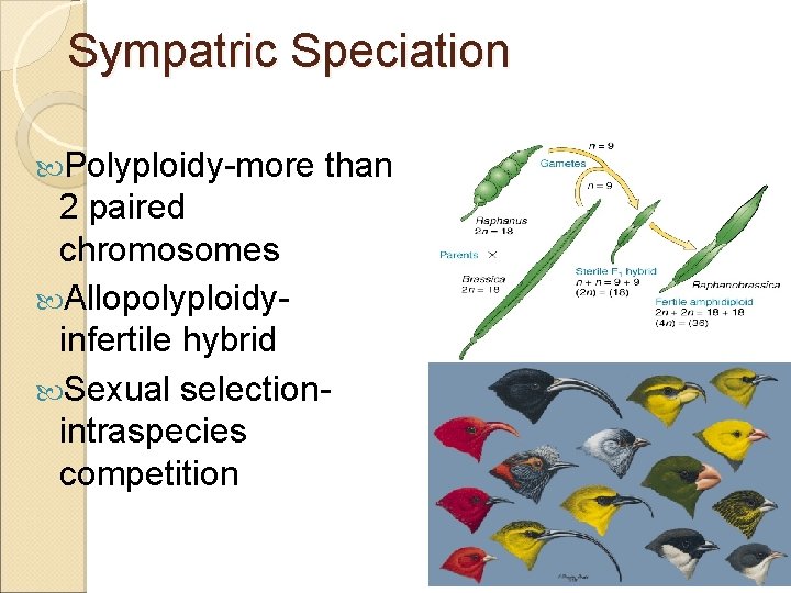 Sympatric Speciation Polyploidy-more than 2 paired chromosomes Allopolyploidyinfertile hybrid Sexual selectionintraspecies competition 