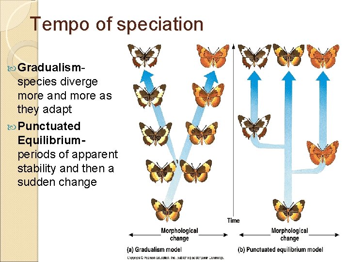Tempo of speciation Gradualism- species diverge more and more as they adapt Punctuated Equilibriumperiods