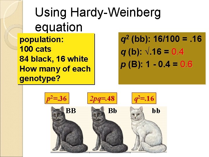 Using Hardy-Weinberg equation q 2 (bb): 16/100 =. 16 q (b): √. 16 =