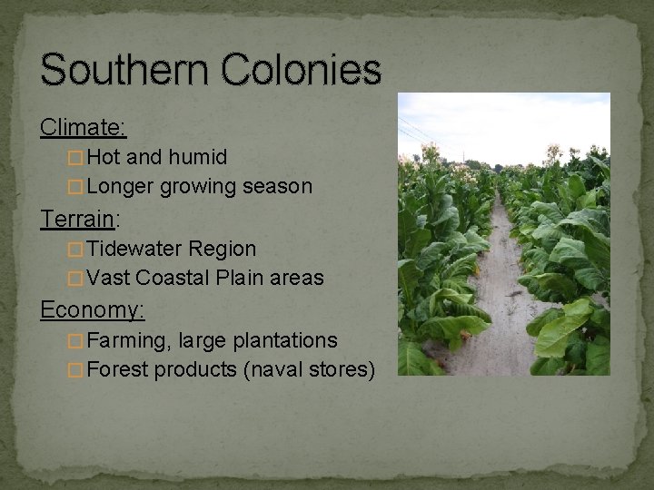 Southern Colonies Climate: � Hot and humid � Longer growing season Terrain: � Tidewater