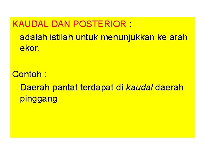KAUDAL DAN POSTERIOR : adalah istilah untuk menunjukkan ke arah ekor. Contoh : Daerah KAUDAL DAN POSTERIOR : adalah istilah untuk menunjukkan ke arah ekor. Contoh : Daerah
