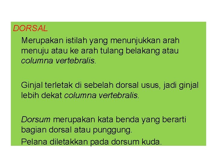 DORSAL Merupakan istilah yang menunjukkan arah menuju atau ke arah tulang belakang atau columna