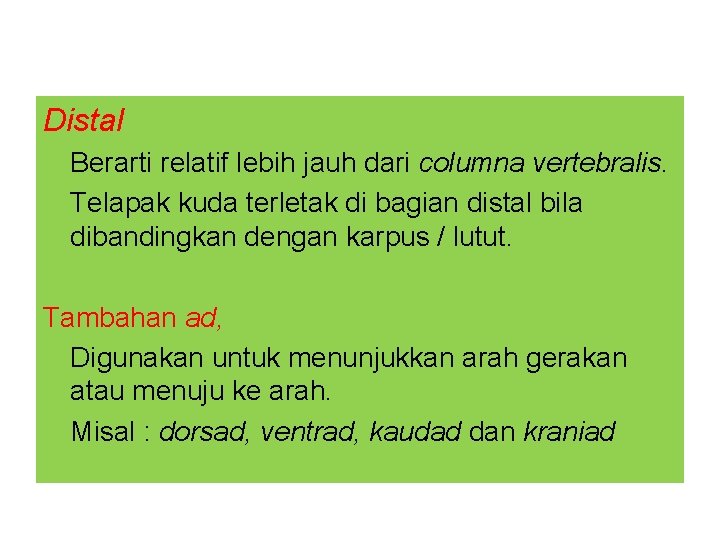 Distal Berarti relatif lebih jauh dari columna vertebralis. Telapak kuda terletak di bagian distal