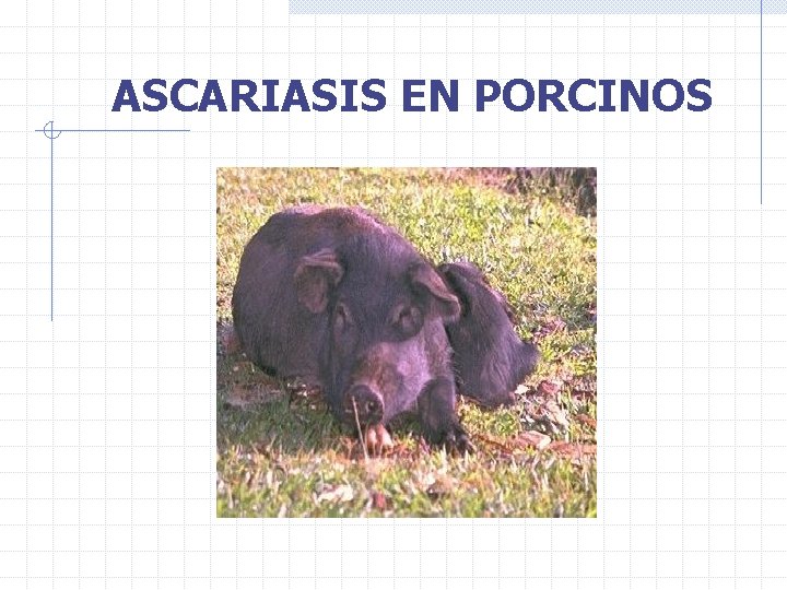 ASCARIASIS EN PORCINOS 