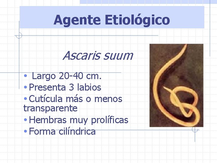 Agente Etiológico Ascaris suum • Largo 20 -40 cm. • Presenta 3 labios •