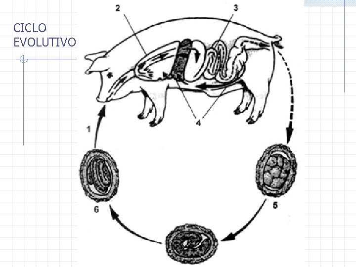 CICLO EVOLUTIVO 