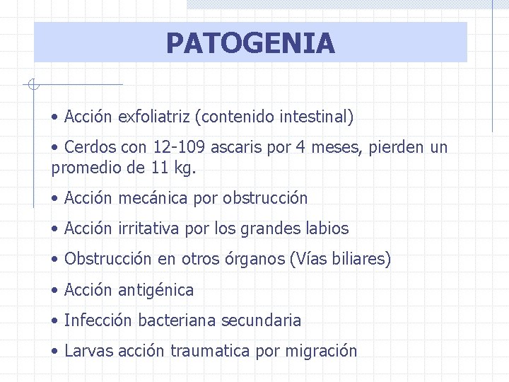 PATOGENIA • Acción exfoliatriz (contenido intestinal) • Cerdos con 12 -109 ascaris por 4