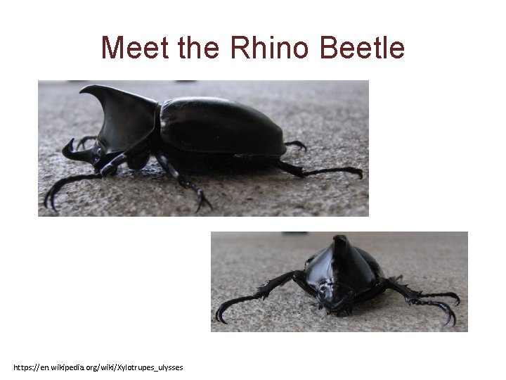 Meet the Rhino Beetle https: //en. wikipedia. org/wiki/Xylotrupes_ulysses 