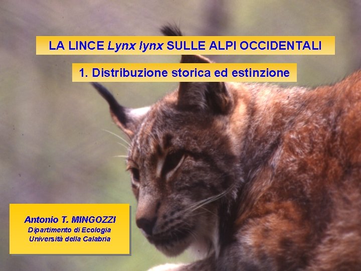 LA LINCE Lynx lynx SULLE ALPI OCCIDENTALI 1. Distribuzione storica ed estinzione Antonio T.