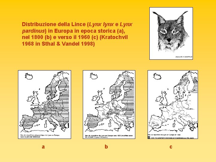 Distribuzione della Lince (Lynx lynx e Lynx pardinus) in Europa in epoca storica (a),