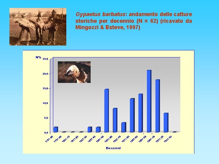 Gypaetus barbatus: andamento delle catture storiche per decennio (N = 62) (ricavato da Mingozzi