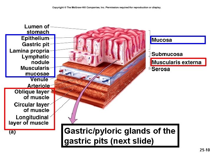 Gastric/pyloric glands of the gastric pits (next slide) 25 -10 