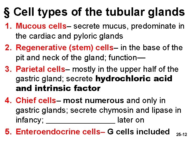 § Cell types of the tubular glands 1. Mucous cells– secrete mucus, predominate in