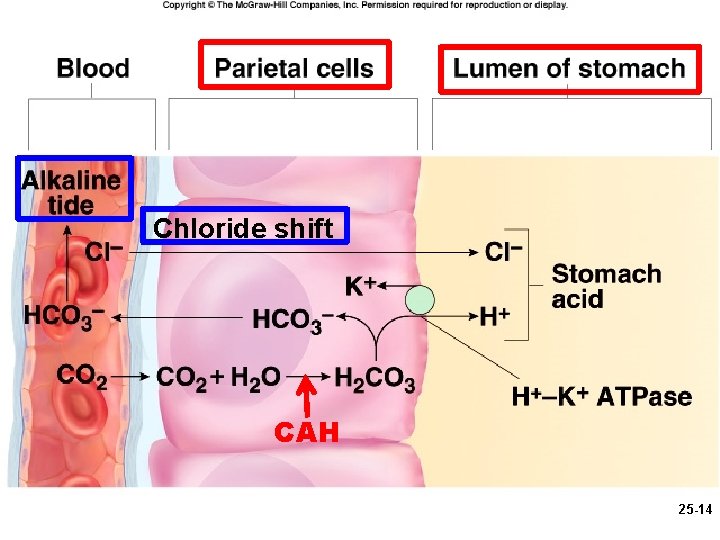 Chloride shift CAH 25 -14 