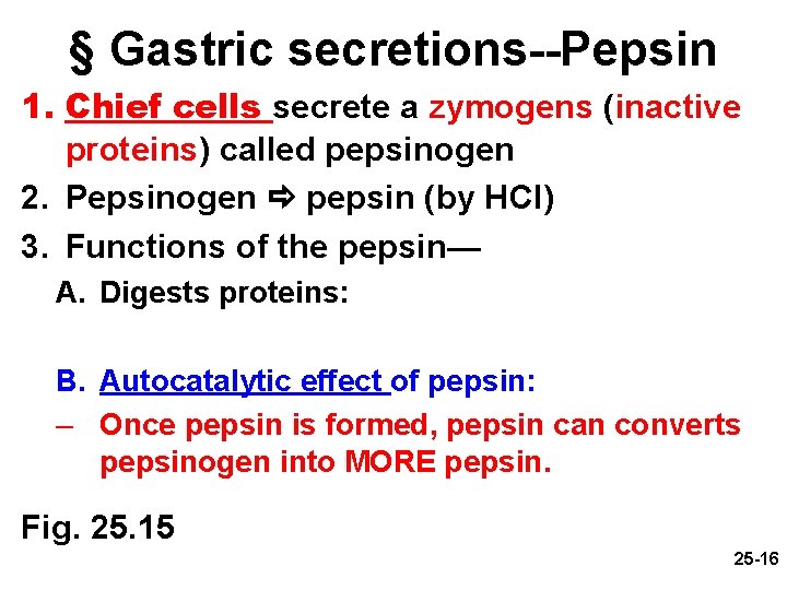 § Gastric secretions--Pepsin 1. Chief cells secrete a zymogens (inactive proteins) called pepsinogen 2.