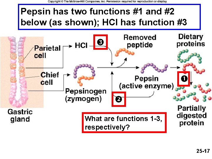 Pepsin has two functions #1 and #2 below (as shown); HCl has function #3