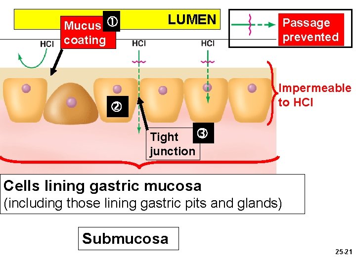 Mucus coating LUMEN Passage prevented Impermeable to HCI Tight junction Cells lining gastric mucosa