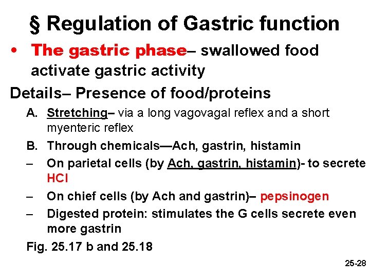 § Regulation of Gastric function • The gastric phase– swallowed food activate gastric activity