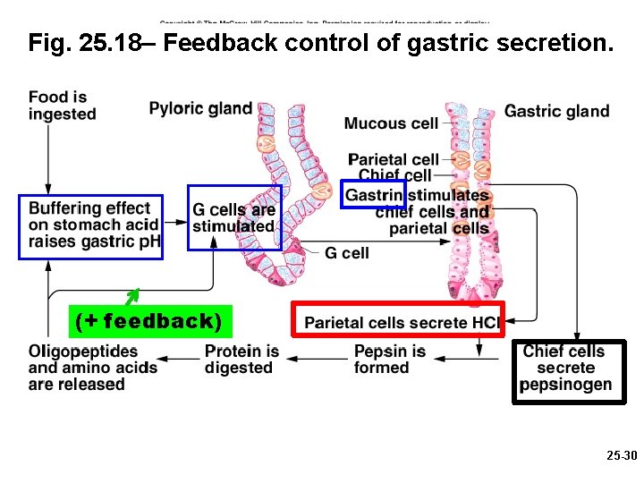 Fig. 25. 18– Feedback control of gastric secretion. (+ feedback) 25 -30 