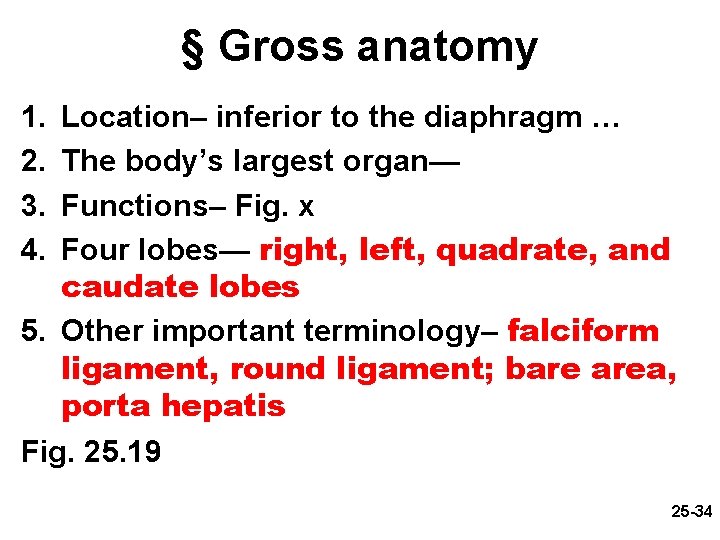 § Gross anatomy 1. 2. 3. 4. Location– inferior to the diaphragm … The